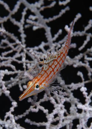 Longnose Hawkfish who appeared just after the Pygmy seaho... by Claudia Pellarini 