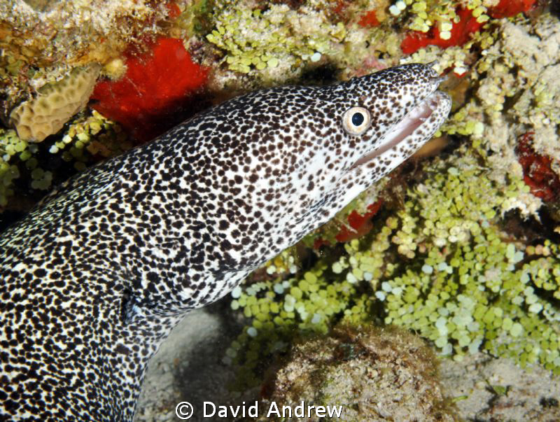Spotted Moray (Gymnothorax moringa) at Paradise Reef by David Andrew 
