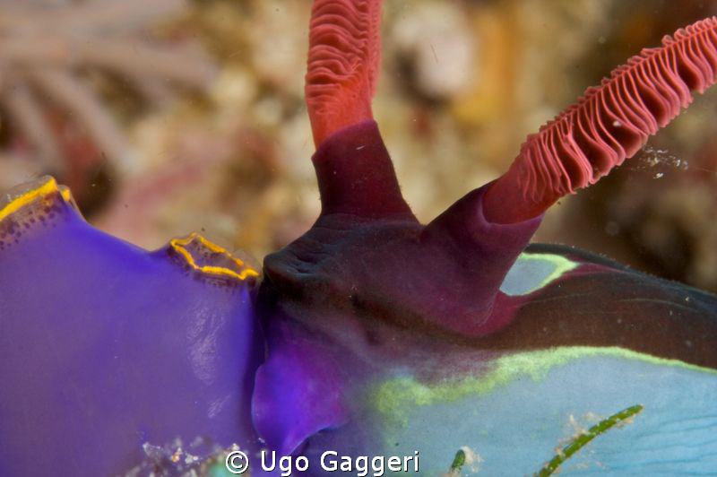 Nembrotha kiss (Puerto Galera). by Ugo Gaggeri 