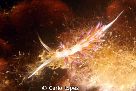 Cratena Perigrina by Carlo Lopez 