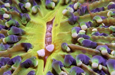 Shrimps on anemone,sulawesi indonesia,. by Allen Ayling 