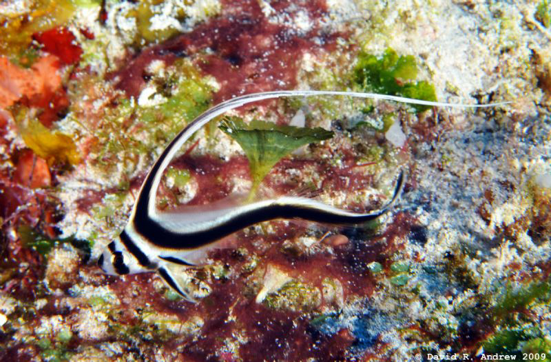 Spotted Drum (Equetus punctatus) Juvenile at the Santa Ro... by David Andrew 
