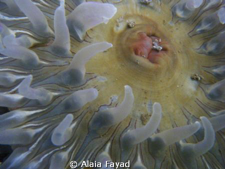 Painted anemone in Bamfield on the west coast of Vancouve... by Alaia Fayad 