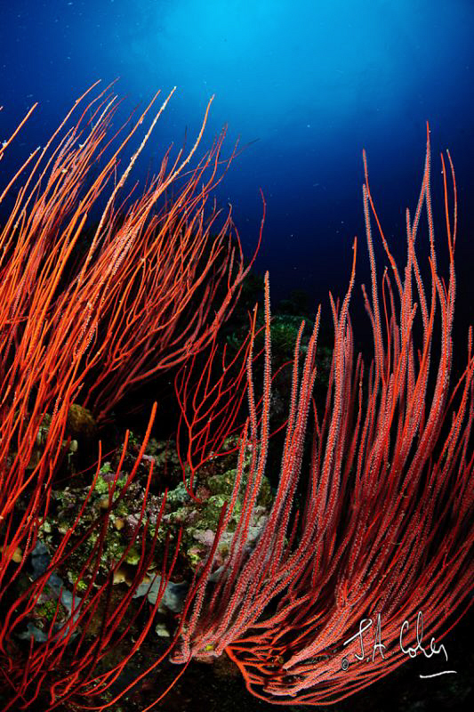 Red Coral by Julian Cohen 