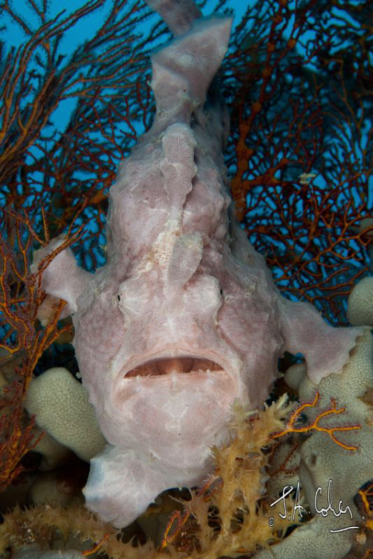 Giant Frog Fish by Julian Cohen 