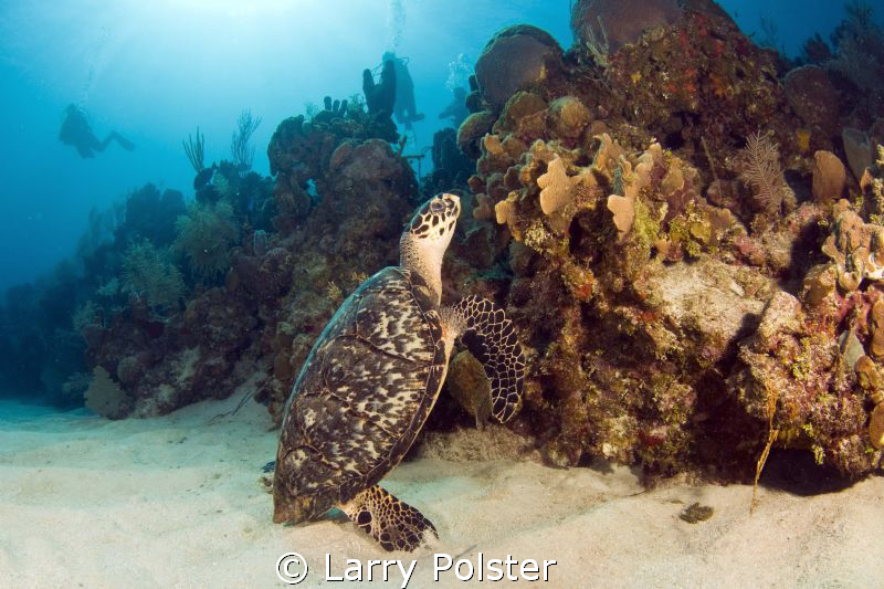 Dinner time, D300-Tokina 10-17mm by Larry Polster 