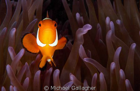 Clown anemonefish by Michael Gallagher 