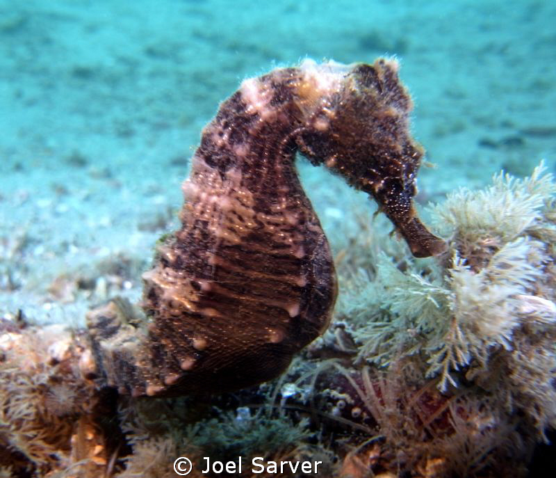 BHB, SEA HORSE by Joel Sarver 