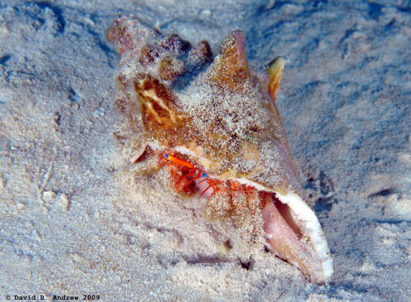 Blue-Eye Hermit (Paguristes sericeus) at the Santa Rosa Wall by David Andrew 