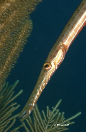Trumpet fish free swimming along the reef.this photo was ... by Shawn Jackson 