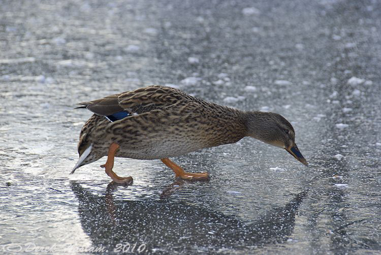 Duck on the river Lune. S5PRO, 18-200mm. by Derek Haslam 