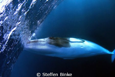 Minke by Steffen Binke 