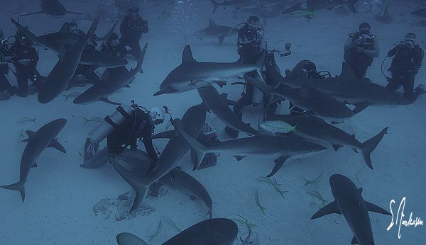 The action begins during a Stuart Coves Shark Feed off Na... by Steven Anderson 