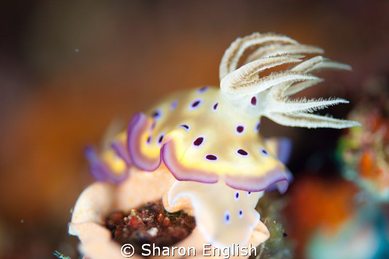 Eye Candy by Sharon English 