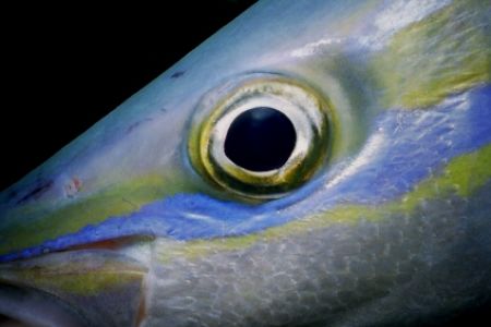 Rainbow Runner Eye
Sea & Sea MMII
St Lucia, West Indies by Ed Burford 
