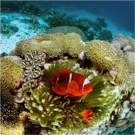 Clown and anemone by Sergiy Glushchenko 