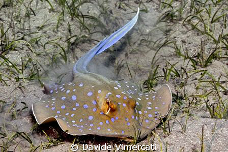 Portrait of a blue-spotted sting ray - Abu Dabab, Egypt, ... by Davide Vimercati 