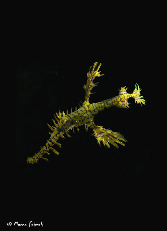 Night-ghost-swimming (Solenostomus paradoxus)

Compact ... by Marco Faimali 