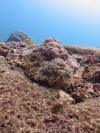 A scorpionfish.... by Lütfi Tanrıöver 