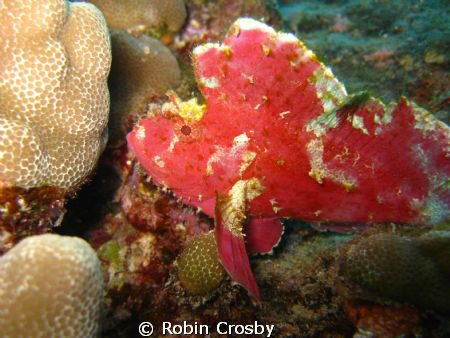 Leaf Scorpion fish end of kewalo pipe by Robin Crosby 