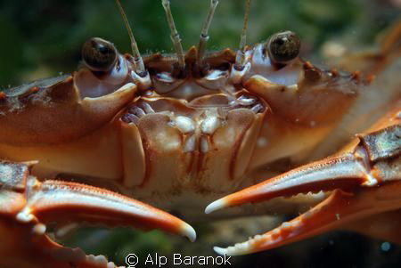 Taken @ Yassi Island, with Nikon D80, Nikon 60 mm lens an... by Alp Baranok 