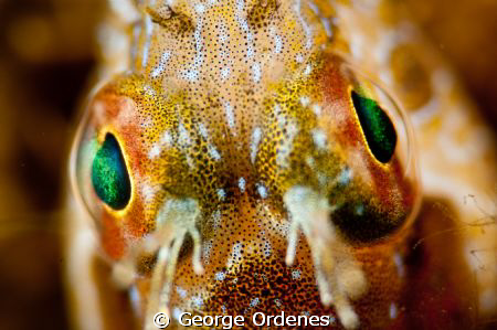 I shot this Secretary Blenny at Blue Herron Bridge.  with... by George Ordenes 
