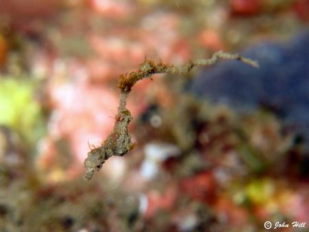 The Lembeh Dragon.  Pigmy-pipe horse? 15-20mm long.  Cano... by John Hill 