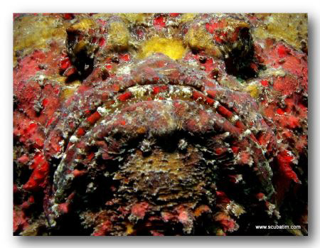 "BREATH-MINT CLOSE"

Stone Fish Facial - Taken on compa... by Tim Ho 