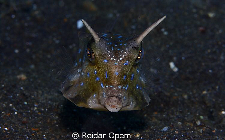 Cowfish by Reidar Opem 