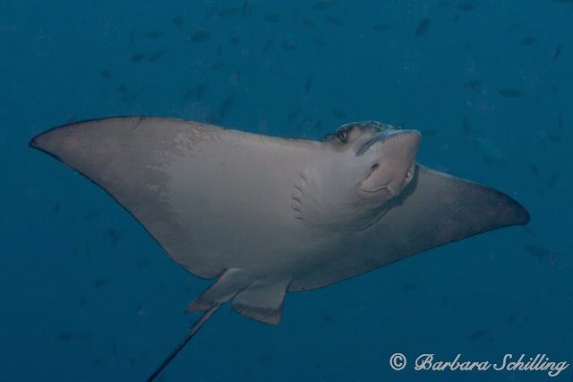Flying Ginny ..... flying over my head while playing with... by Barbara Schilling 