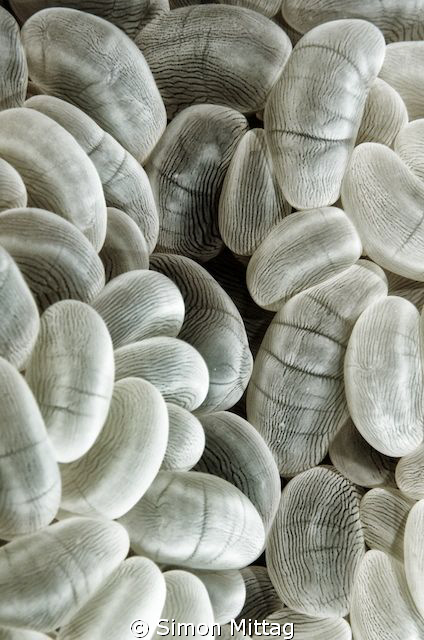 Coral Polyp macro shot, edited for structure and colors. by Simon Mittag 