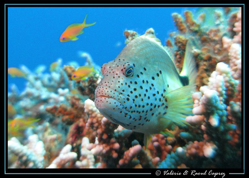 Paracirrhites forsteri taken in Dahab. by Raoul Caprez 