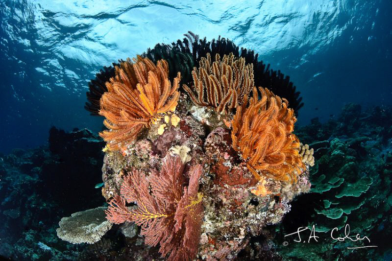 Crinoid Rock by Julian Cohen 