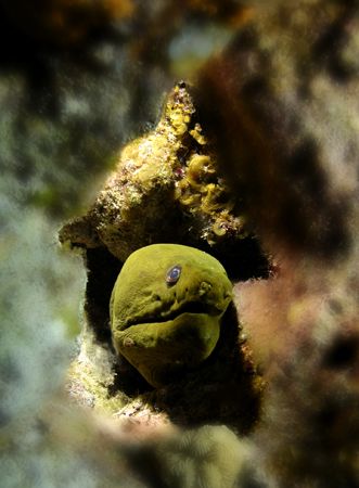 This Moray Eel is going UP! by Leon Joubert 