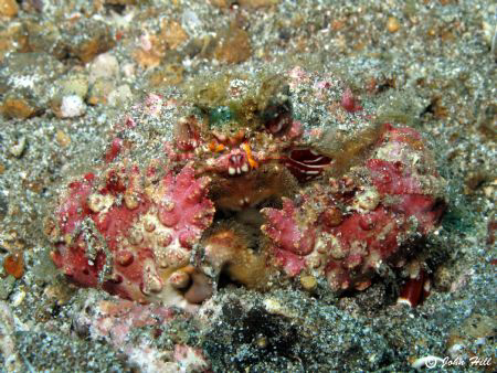 Camouflage!! by John Hill 