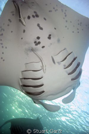 Feeding Manta by Stuart Ganz 