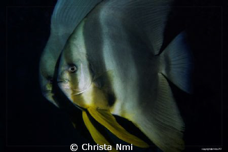 Mystery by Christa Nmi 