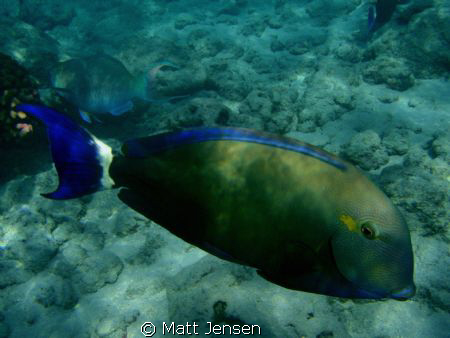 Fish in Hanauma Bay on the island of Oahu, Hawaii. Taken ... by Matt Jensen 