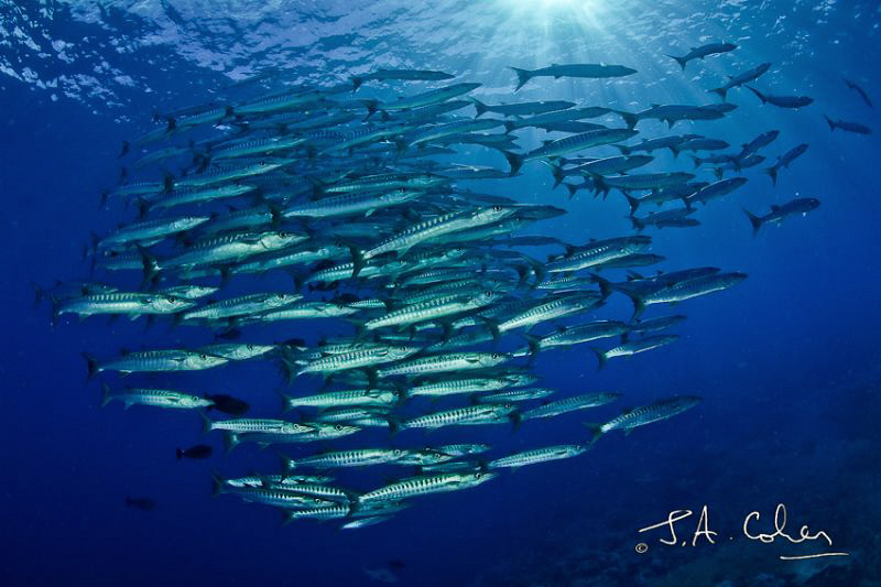 Barracuda in the sunlight by Julian Cohen 