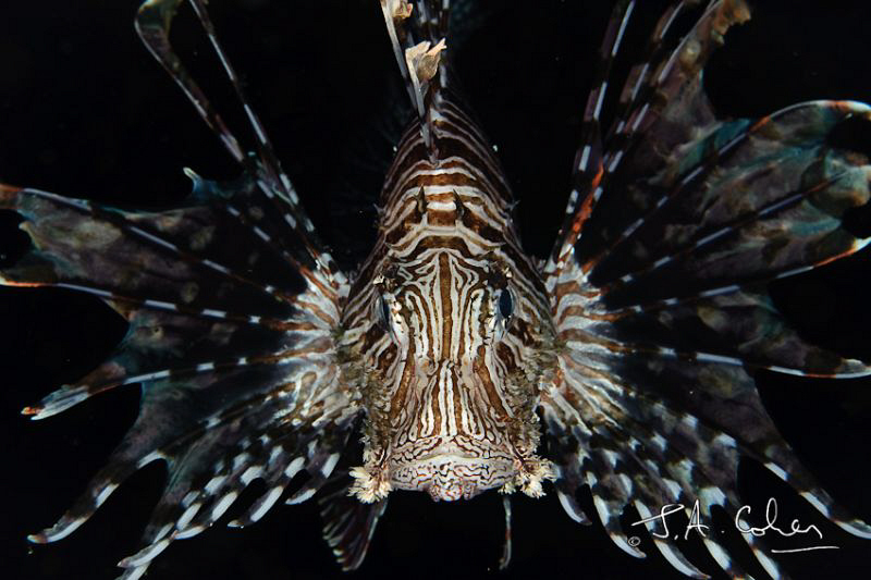 Lionfish by Julian Cohen 