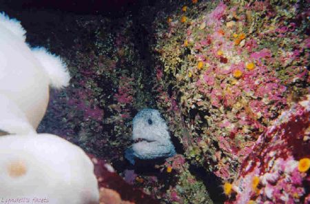 Wolf Eels (not really eels) are facinating to observe. Th... by Lyndell Weldon 