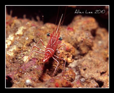 Hinge-Beak Shrimp.Nikon F100,60mm,f11,1/90,YS-120,RVP100. by Allen Lee 