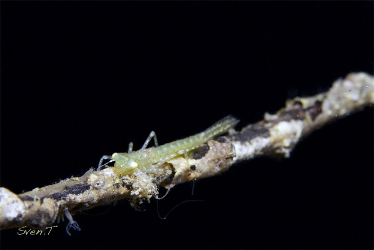 Odonata, might be flying around next summer.. by Sven Tramaux 