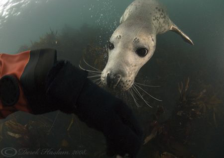 Grey seal. Farne islands. D200, 10.5mm. by Derek Haslam 