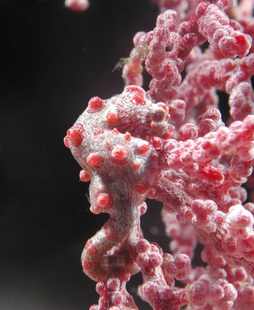 Pygmy Sea Horse

Taken in major current

L&M Tetra Ho... by Scott Brauninger 
