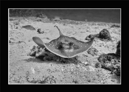 under water "stealth" by Adriano Trapani 