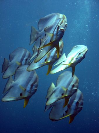 Batfish - Safety stop at Hin Daeng, Phi-Phi, Thailand 14/... by Helge Roe 