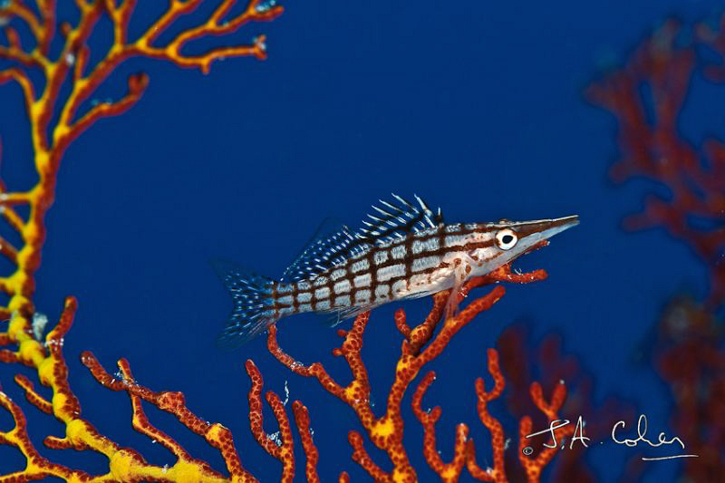 Longnose Hawkfish by Julian Cohen 