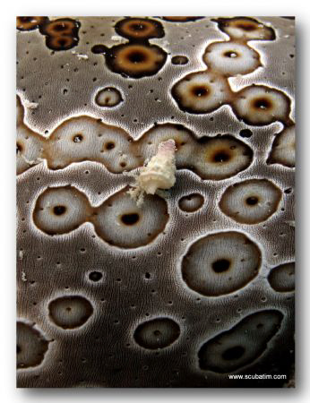 Hermit on a sea cucumber - Shot on a compact camera with ... by Tim Ho 