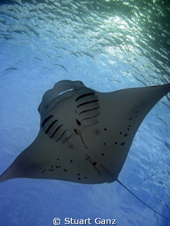 Manta overhead by Stuart Ganz 